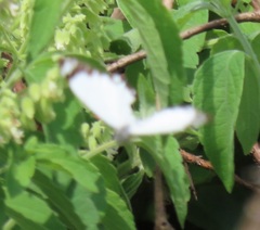 Belenois creona severina