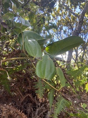 Smilax melastomifolia