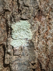 Lecanora strobilina