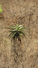 Aloe marlothii