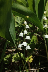Convallaria keiskei