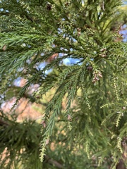 Cryptomeria