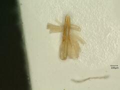 Anoscopus albifrons