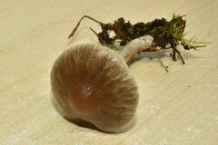 Psathyrella longistriata