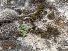 Asplenium ceterach