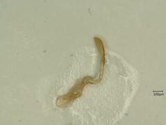 Anoscopus albifrons