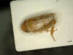 Anoscopus albifrons