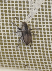 Naupactus