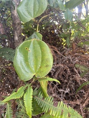 Smilax melastomifolia
