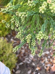 Cryptomeria