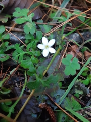 Ellisiophyllum pinnatum
