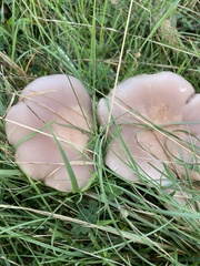 Lepista personata