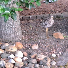 Burhinus capensis
