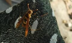 Polistes major
