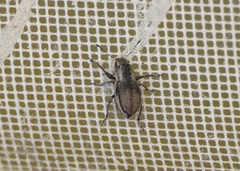 Naupactus