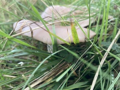 Lepista personata
