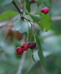 Crataegus viridis