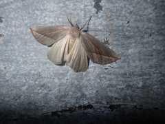 Compsoptera opacaria