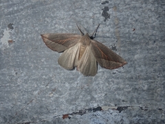 Compsoptera opacaria