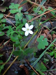 Ellisiophyllum pinnatum