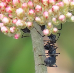 Polyrhachis schistacea