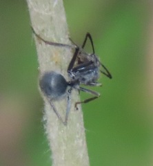 Polyrhachis schistacea