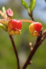 Rhododendron pentandrum