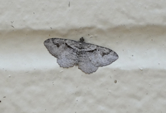 Costaconvexa