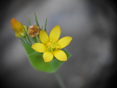 Blackstonia perfoliata