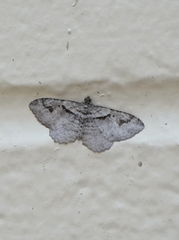 Costaconvexa
