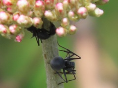 Polyrhachis schistacea