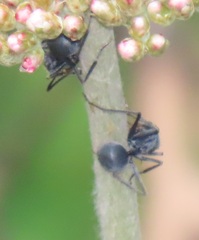 Polyrhachis schistacea