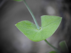 Blackstonia perfoliata