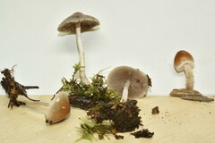 Psathyrella longistriata