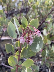 Arctostaphylos viscida