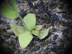 Blackstonia perfoliata