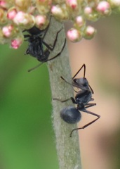 Polyrhachis schistacea