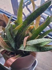 Gasteria carinata