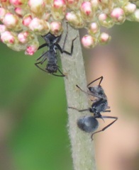 Polyrhachis schistacea