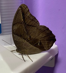 Eryphanis automedon amphimedon