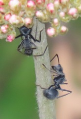 Polyrhachis schistacea