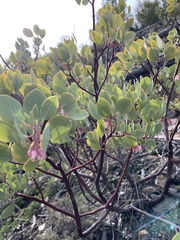 Arctostaphylos viscida