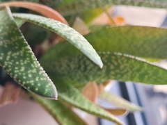 Gasteria carinata