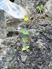 Blackstonia perfoliata