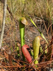 Sarracenia minor