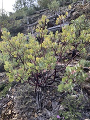 Arctostaphylos viscida
