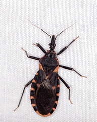Triatoma sanguisuga