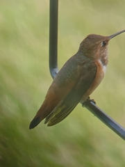 Selasphorus rufus