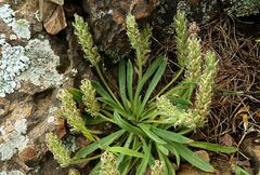 Plantago bellardii
