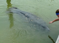 Trichechus manatus latirostris